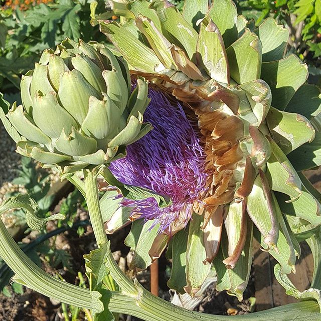 My artichoke! 
My artichoke in my vegetable garden. One ready to eat, and the other gone to flower.