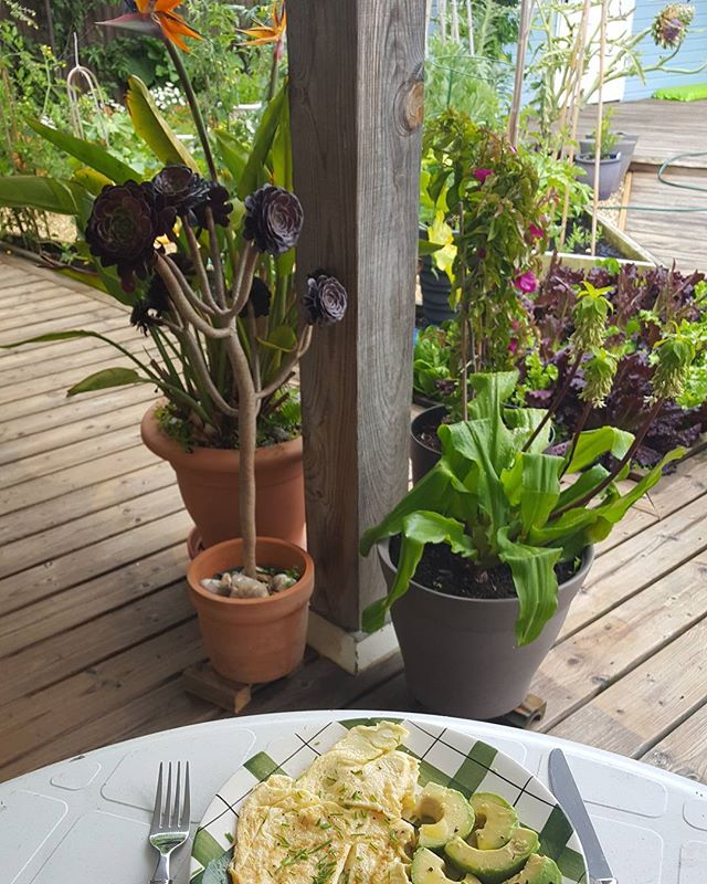 Breakfast with a view

Omelette with chives and avocado, 
Bird of Paradise plant, 
Pineapple Lily, 
Bougainvillea 
and my vegetable garden just seen behind.