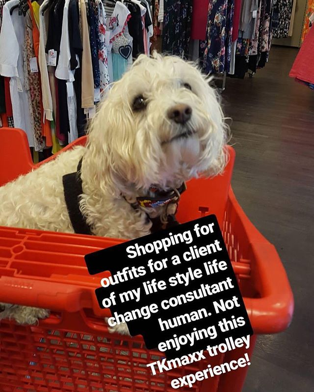 When your human lifestylist is shopping for a client.... And you get dragged along too on the pretext its a walk.