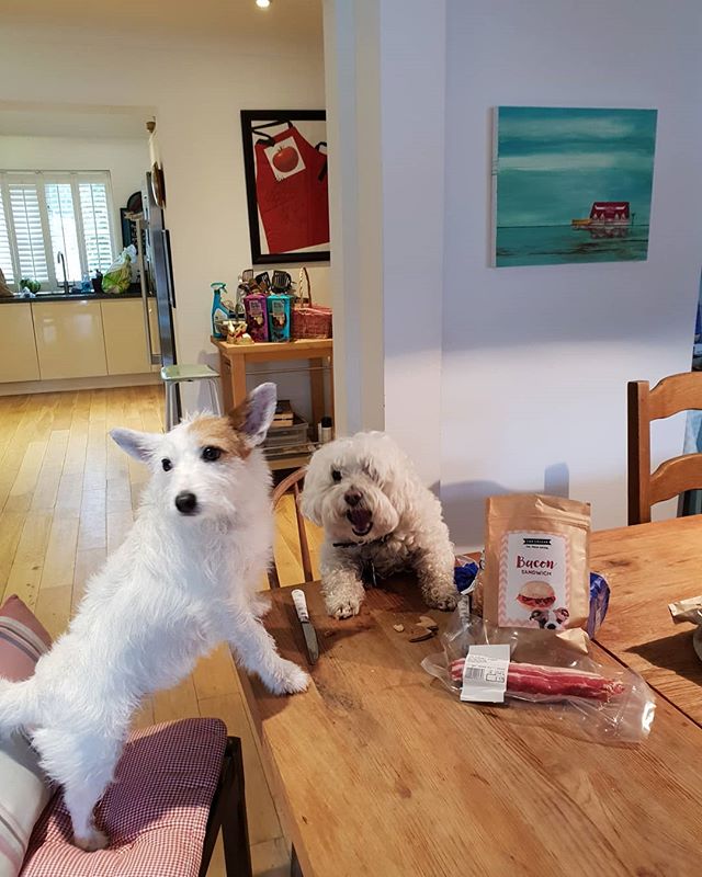 Happy Easter from us! 
Our humans have already given each other their Easter eggs.
And they've given us super healthy gluten free  @topcollarbox treats.

x x