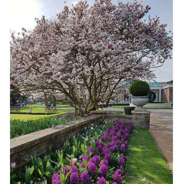 Beauty is all around you when you take the time to stop and look around you.

Sometimes its good to take a moment to stop, look and appreciate what's around you.  Just like this beautiful Magnolia tree.  Live in the moment. 
#