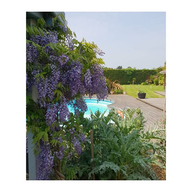 Beautiful Wisteria and artichokes in my Isle of Wight garden.

Gardens and gardening can give so much pleasure.  Especially when the results look like this.
.
.
.
.
.
.