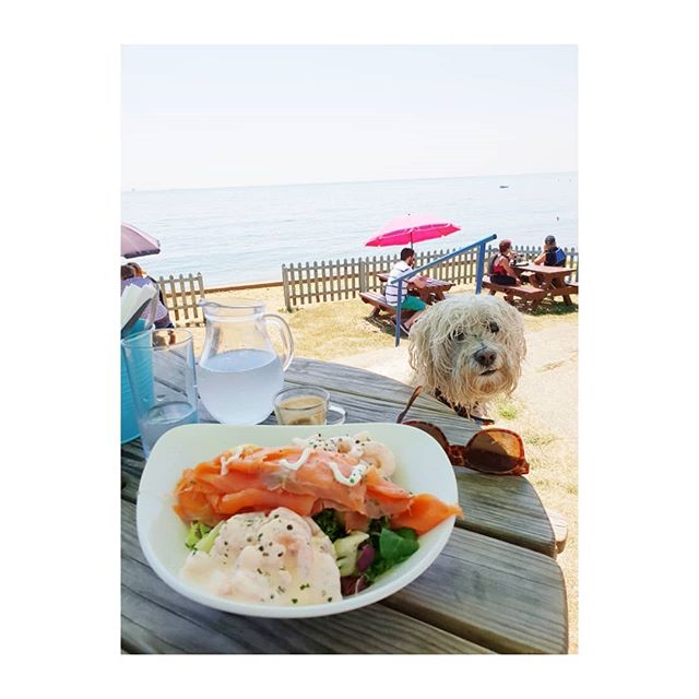 Lunchtime.... when you've just had a swim in the sea together with your human.
.
.
.
.
.
.
@misslucy_lou
x