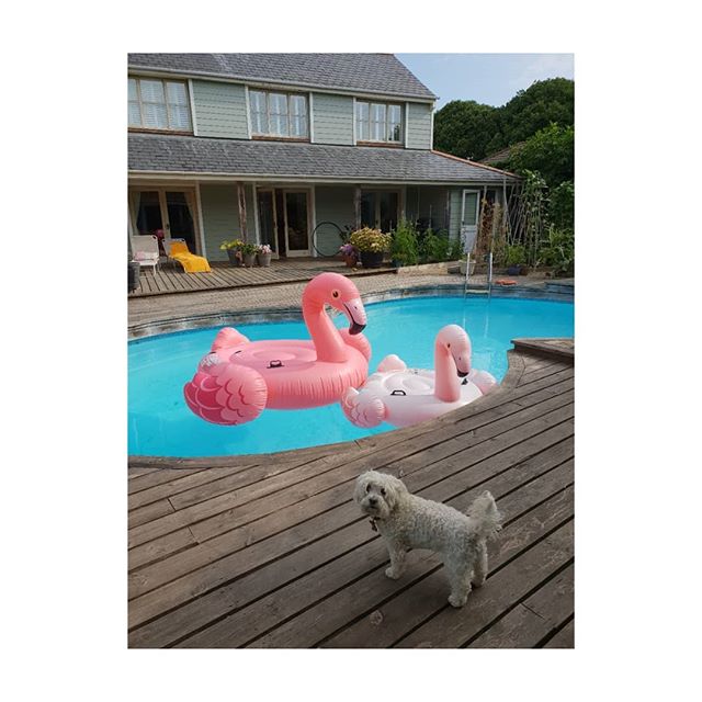 "I'm not amused! Who invited these Flamingos into my hoooman's pool?" Giant inflatable flamingo added to our pool toys. However @misslucy_lou is very suspicious of him especially he is very big-over 2 metres! (Room for 2 of us to lie on him- no dogs allowed) sorry Lucy.
.
.
.
.
x