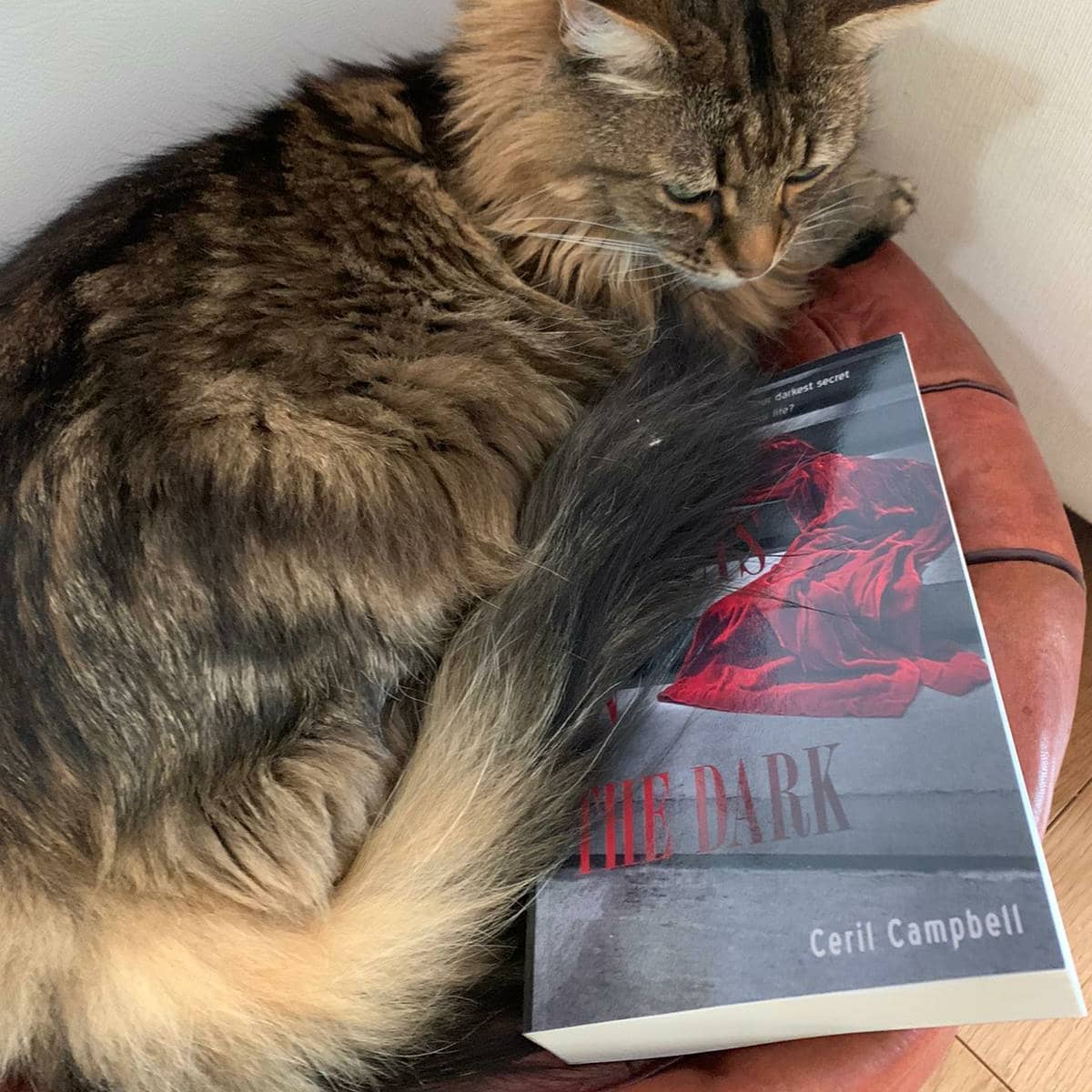 My debut novel 'Secrets in the Dark' has just been bagsied to read by Luna the cat before her human even started to read it. 
 
The book is just published and available on Amazon as a Kindle or paperback.

I hope you will enjoy it as much as Luna and if so - I will be thrilled if you can spread the word on Amazon rated reviews and any social media.

Synopsis:
The Kings Road, Chelsea in 1970’s London is the epicentre for fashion, music and unlikely friendships - where it’s now cool for posh, privileged girls to mix outside their social circles. When two such teenagers meet and form a close and sisterly bond, their worlds are unexpectedly and suddenly torn apart as they each suffer personal traumas. Needing to escape London to hide their shameful secrets, they embark upon individual rollercoaster journeys of extreme highs and lows that take them to Paris, Los Angeles and the South of France, where men are rich, sex is a commodity, drugs are a way of life and a glamorous celebrity lifestyle is optional. 

‘A gripping page-turner that I just couldn’t put down.’

‘Ceril’s vivid descriptions of life on and around the Kings Road Chelsea in the ‘70s transported me back in time.

‘Absolutely immersed myself into this book, the twist at the end took me utterly by surprise.’



#1970's